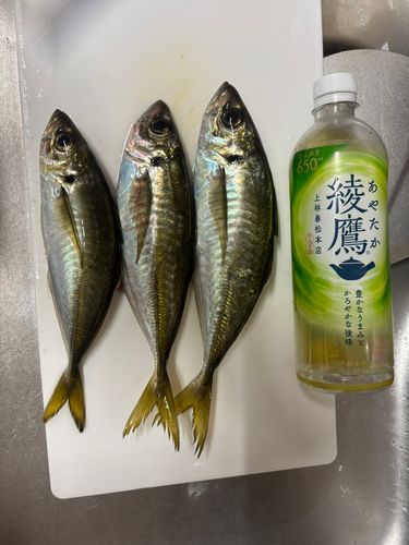 紀伊水道