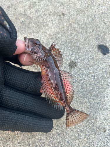 アナハゼの釣果