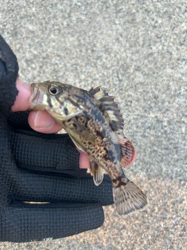 アナハゼの釣果