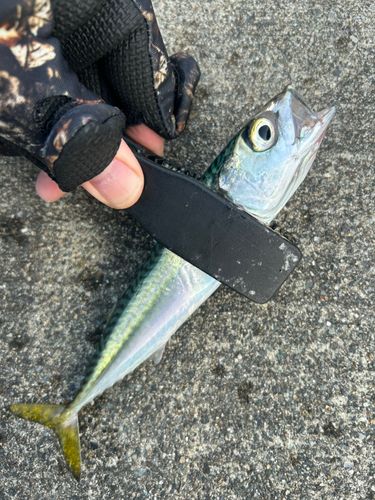 サバの釣果