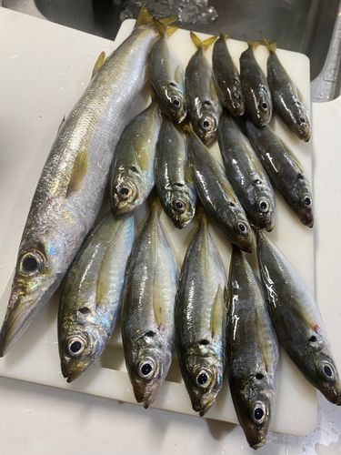 マアジの釣果