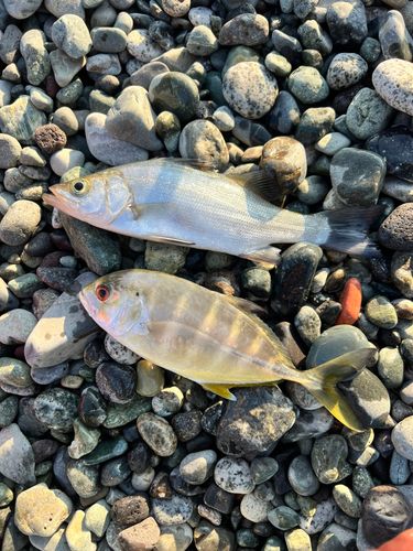 ギンガメアジの釣果