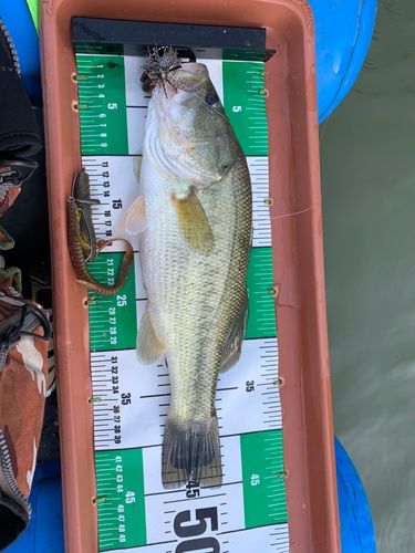 ブラックバスの釣果