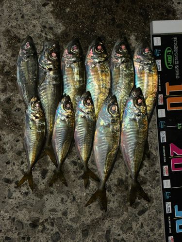 アジの釣果