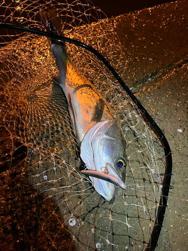 大野川（石川）