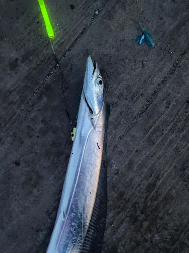 タチウオの釣果