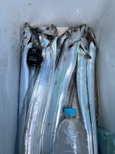 タチウオの釣果