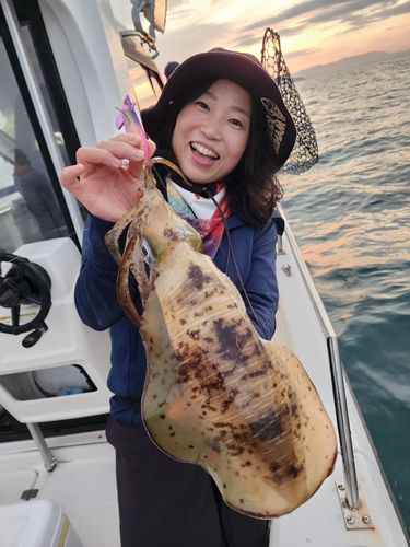 アオリイカの釣果