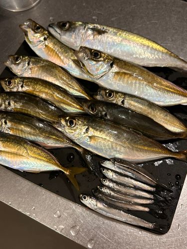 アジの釣果