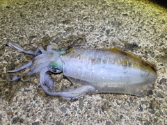アオリイカの釣果