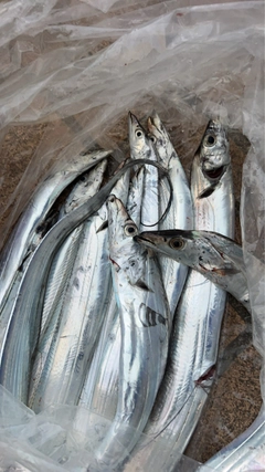 タチウオの釣果