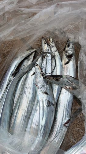 タチウオの釣果