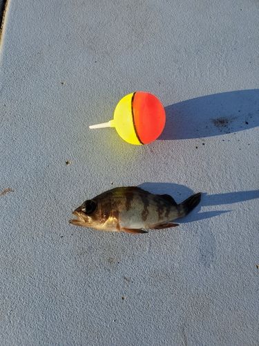 アカメバルの釣果