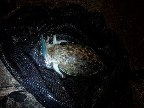 東京湾(富津〜金谷)