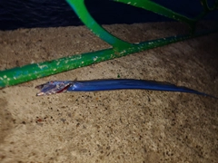 タチウオの釣果