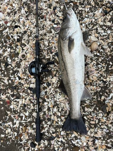 東京湾(アクアライン〜富津)