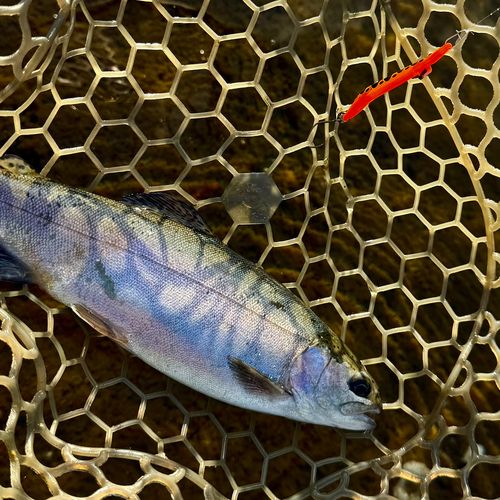 ニジマスの釣果