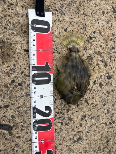 カワハギの釣果