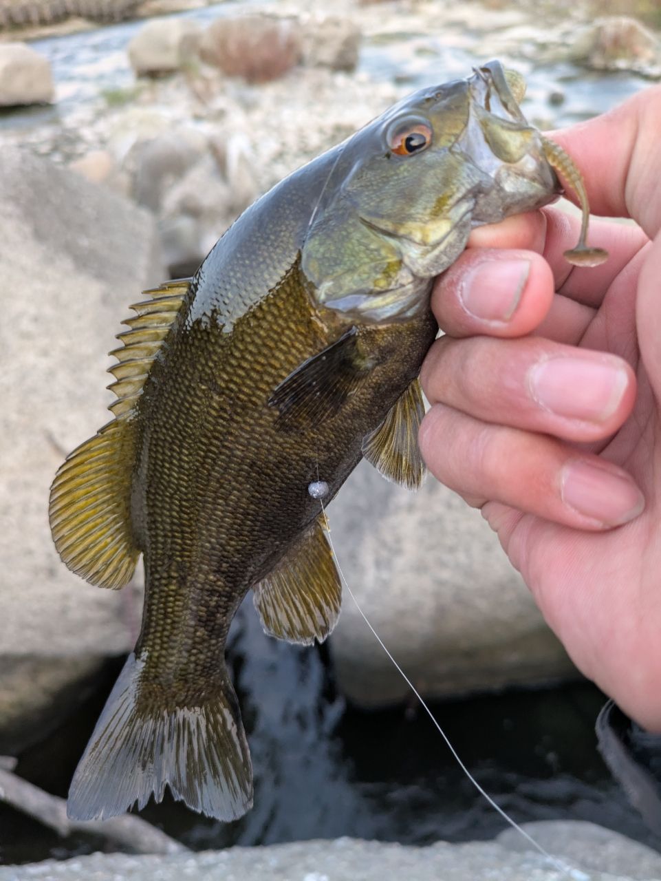 スモールマウスバス