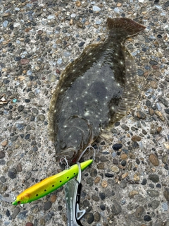 ヒラメの釣果