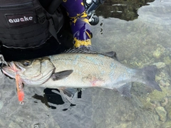 ヒラスズキの釣果