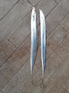 タチウオの釣果