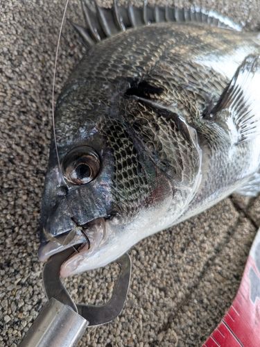 クロダイの釣果