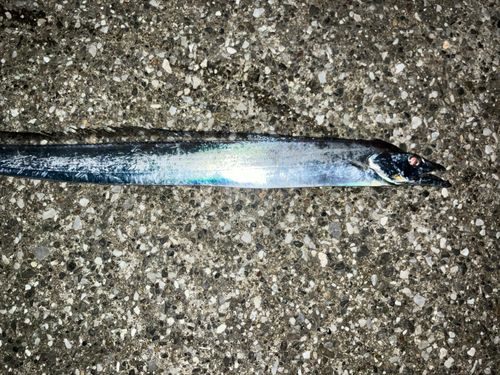 タチウオの釣果