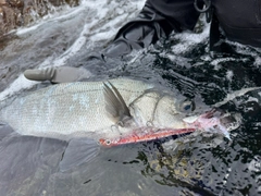 ヒラスズキの釣果