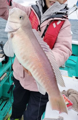 シロアマダイの釣果