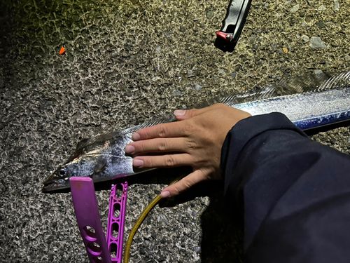 タチウオの釣果