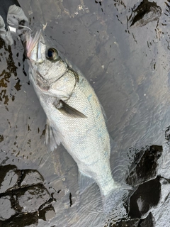 ヒラスズキの釣果