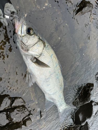 ヒラスズキの釣果