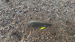 シタビラメの釣果