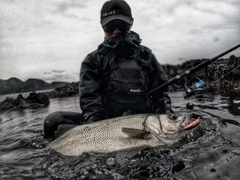 ヒラスズキの釣果