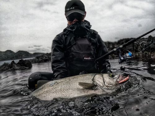 ヒラスズキの釣果
