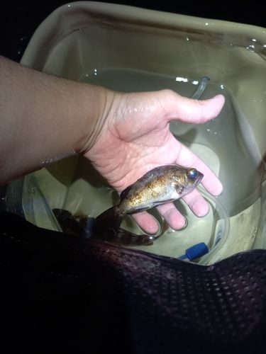 クロメバルの釣果