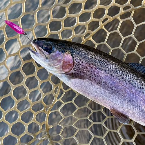 ニジマスの釣果