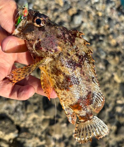 ヨロイメバルの釣果
