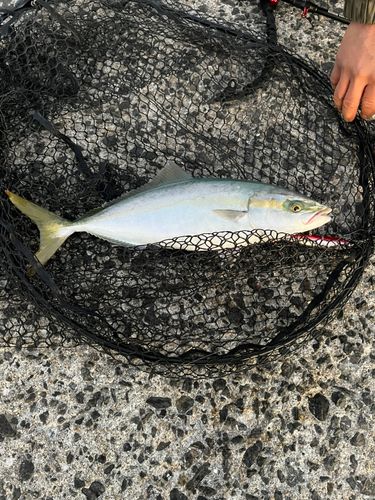 ツバスの釣果