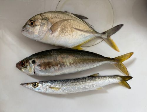マルアジの釣果