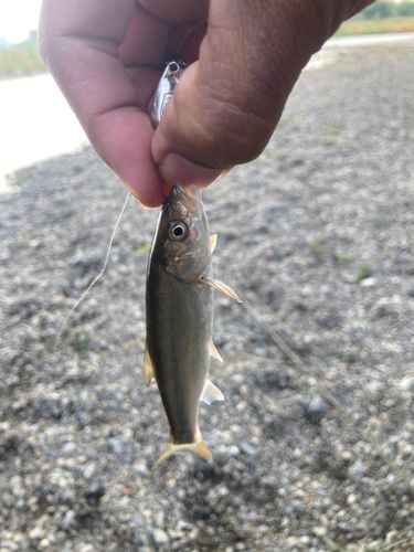 多摩川野川合流