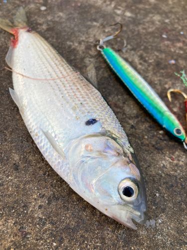 コノシロの釣果