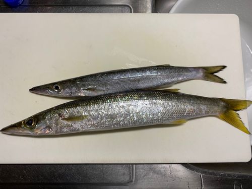 カマスの釣果