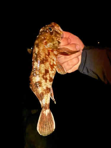 新舞子マリンパーク