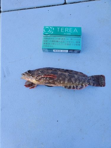 アイナメの釣果