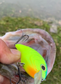 ブラックバスの釣果