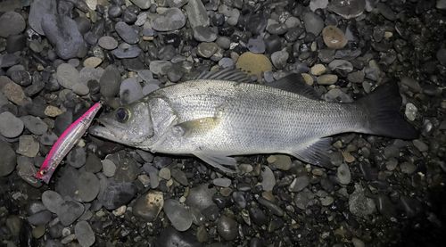 ヒラスズキの釣果