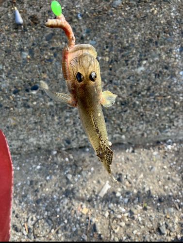 マハゼの釣果