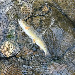 ブラウントラウト